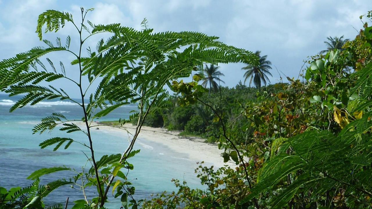 Surf Camp Kokoplaj, A 150M De La Plage Et Du Spot De Surf Sainte-Anne  Buitenkant foto